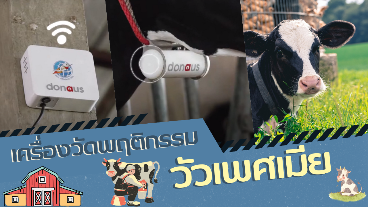 เครื่องวัดพฤติกรรมวัวเพศเมีย